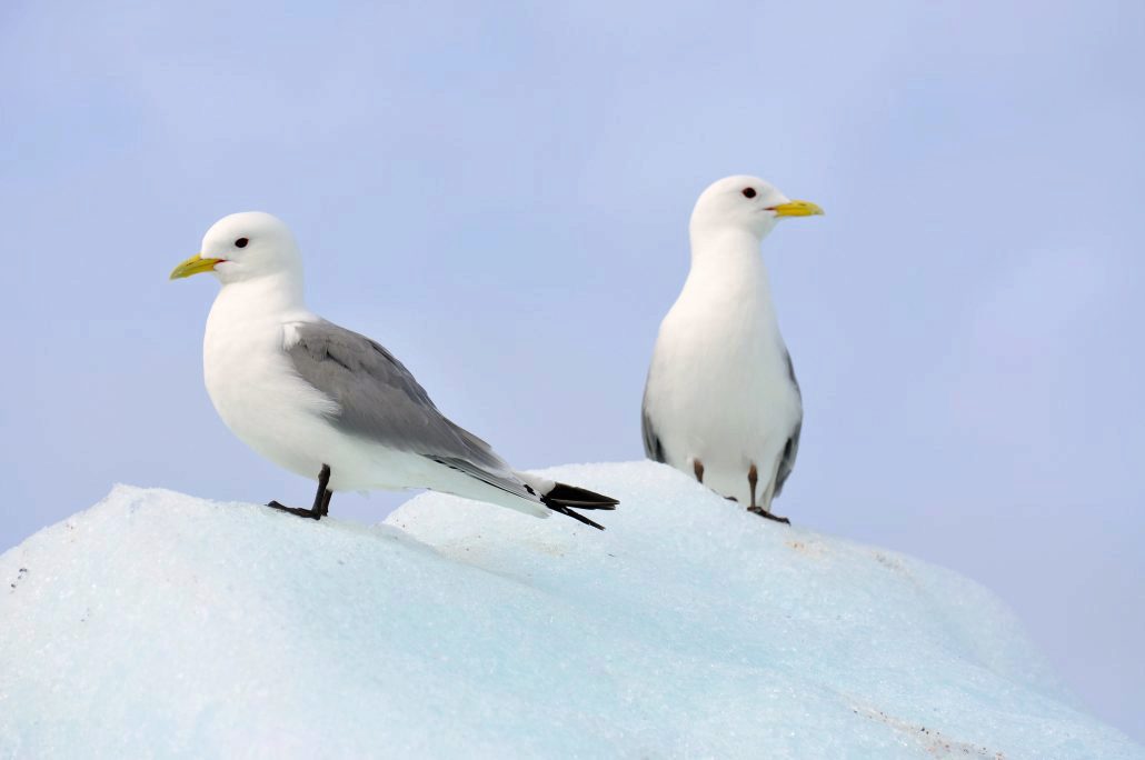 Black Legged Kittiwake Norsk Polarinstitutt