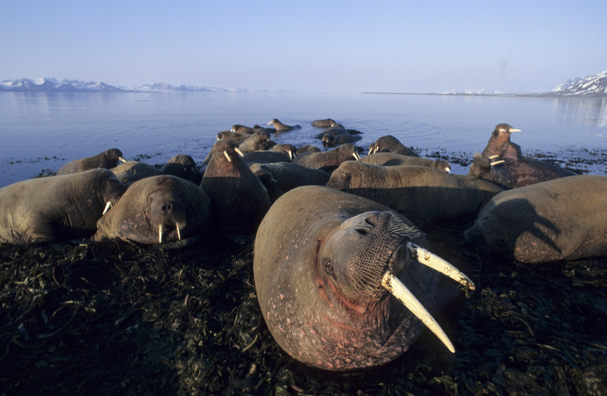 Walrus — Norsk Polarinstitutt