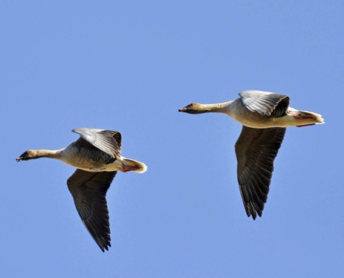 Pink-footed geese on migration