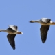Pink-footed geese on migration