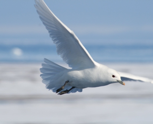 Ivory gull