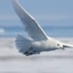 Ivory gull