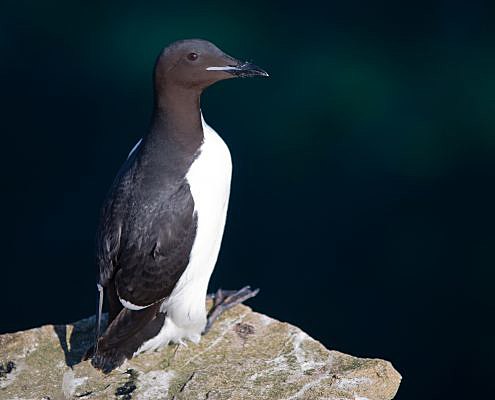 Brünnich's guillemot