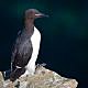Brünnich's guillemot