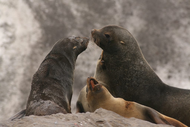 Bouvetøya (Bouvet Island) – Norsk Polarinstitutt