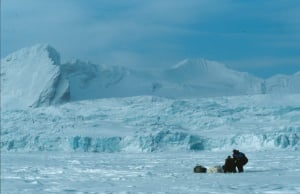 To menn håndterer bedøvd isbjørn
