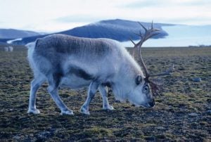 Svalbardrein på sommerbeite