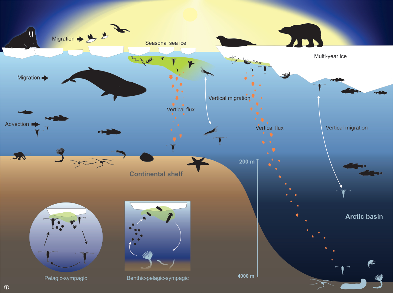 The marginal ice zone – Norsk Polarinstitutt