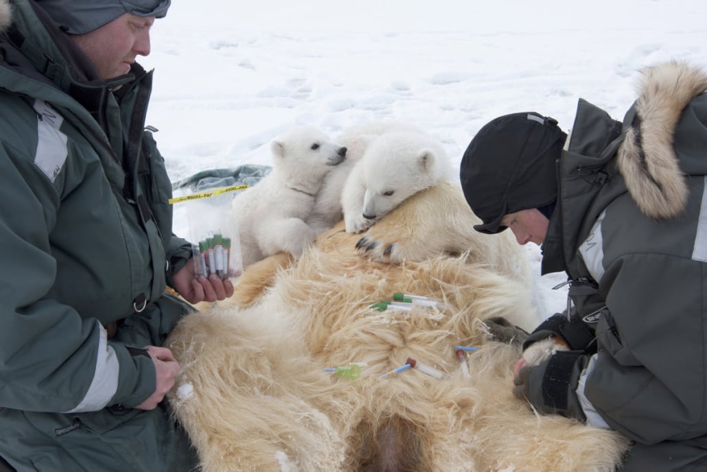 Kvinne tar prøver fra bedøvet isbjørn mens to isbjørnunger og en forskerkollega følger med