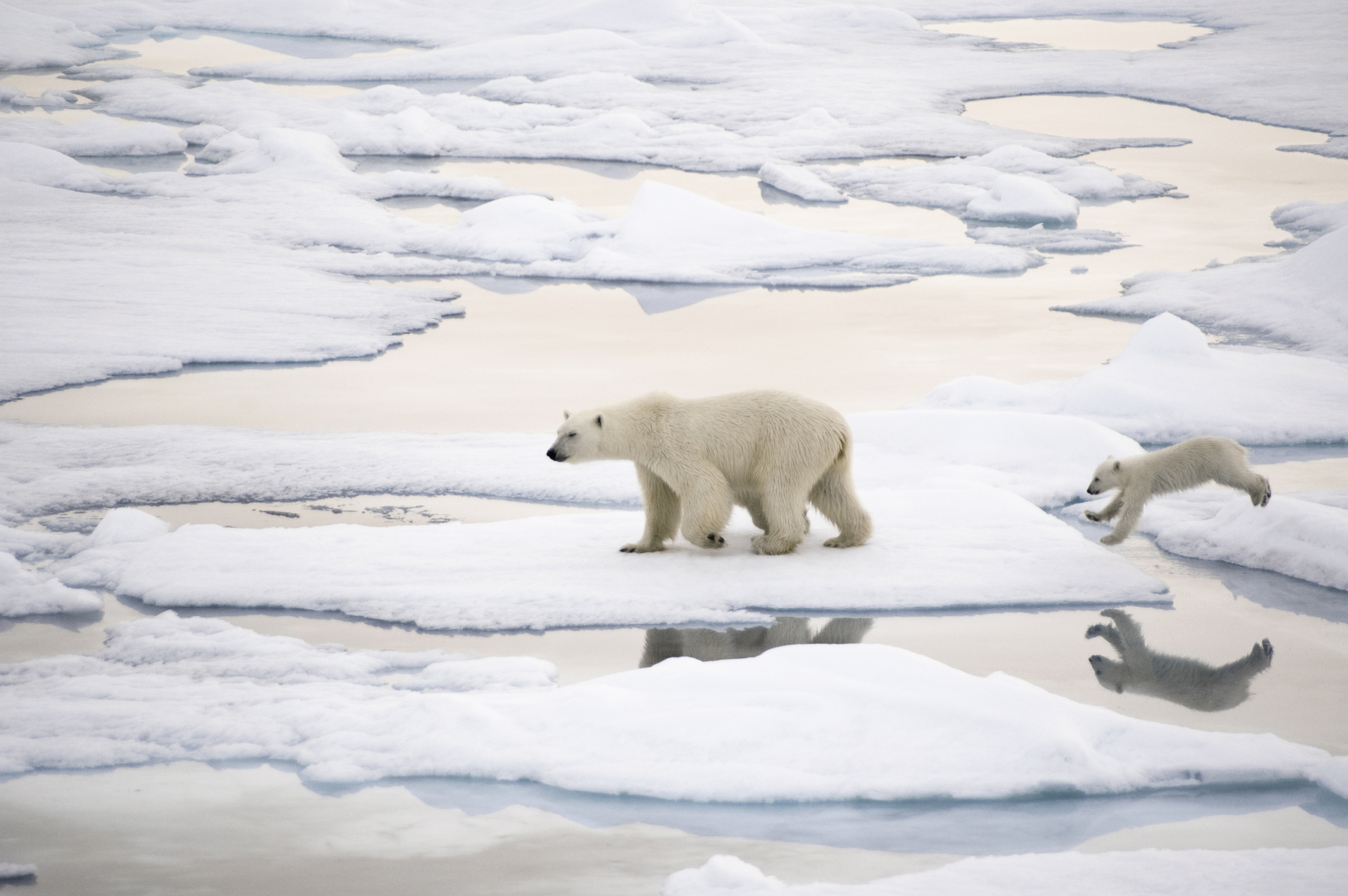 Havets Evne Til å Fange Klimagassen CO2 Er Truet – Norsk Polarinstitutt