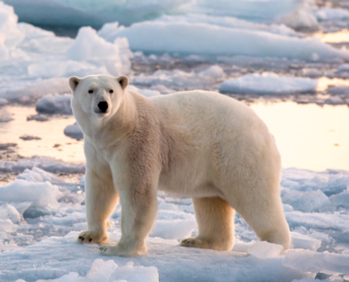 Isbjørn står på havis
