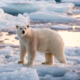 Isbjørn står på havis