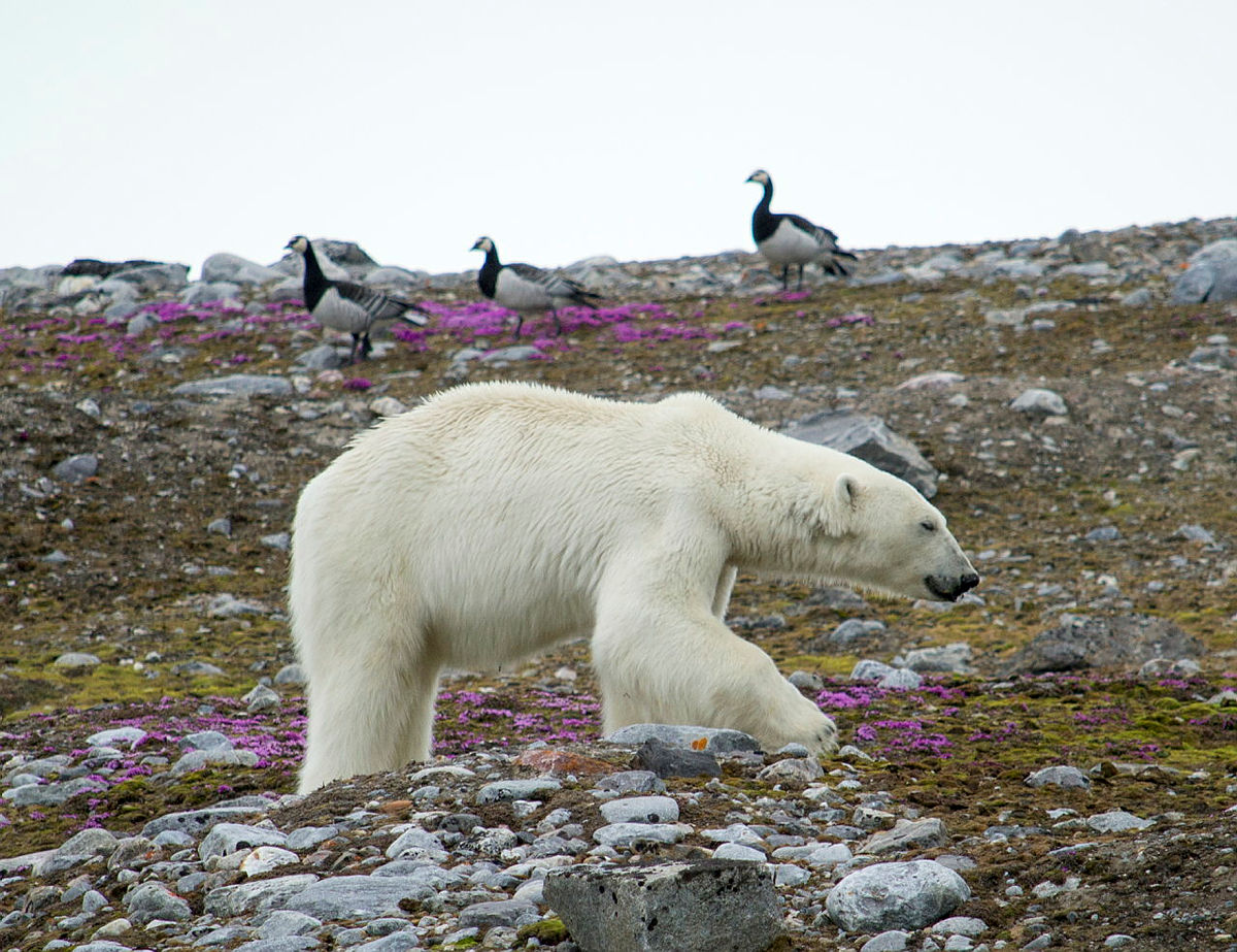 Samler Polar Forskningsinfrastruktur For Første Gang – Norsk Polarinstitutt