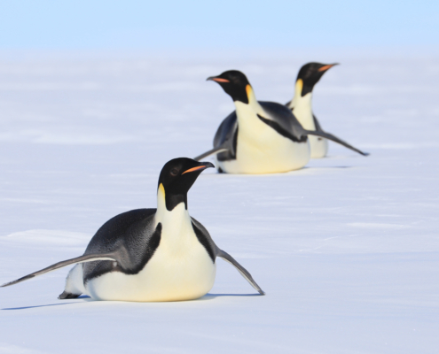 Tre keiserpingviner ligger på magen på is