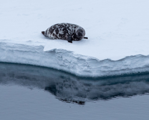 Harp seal