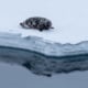 Harp seal