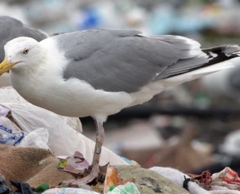 Herring gull.