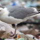 Herring gull.