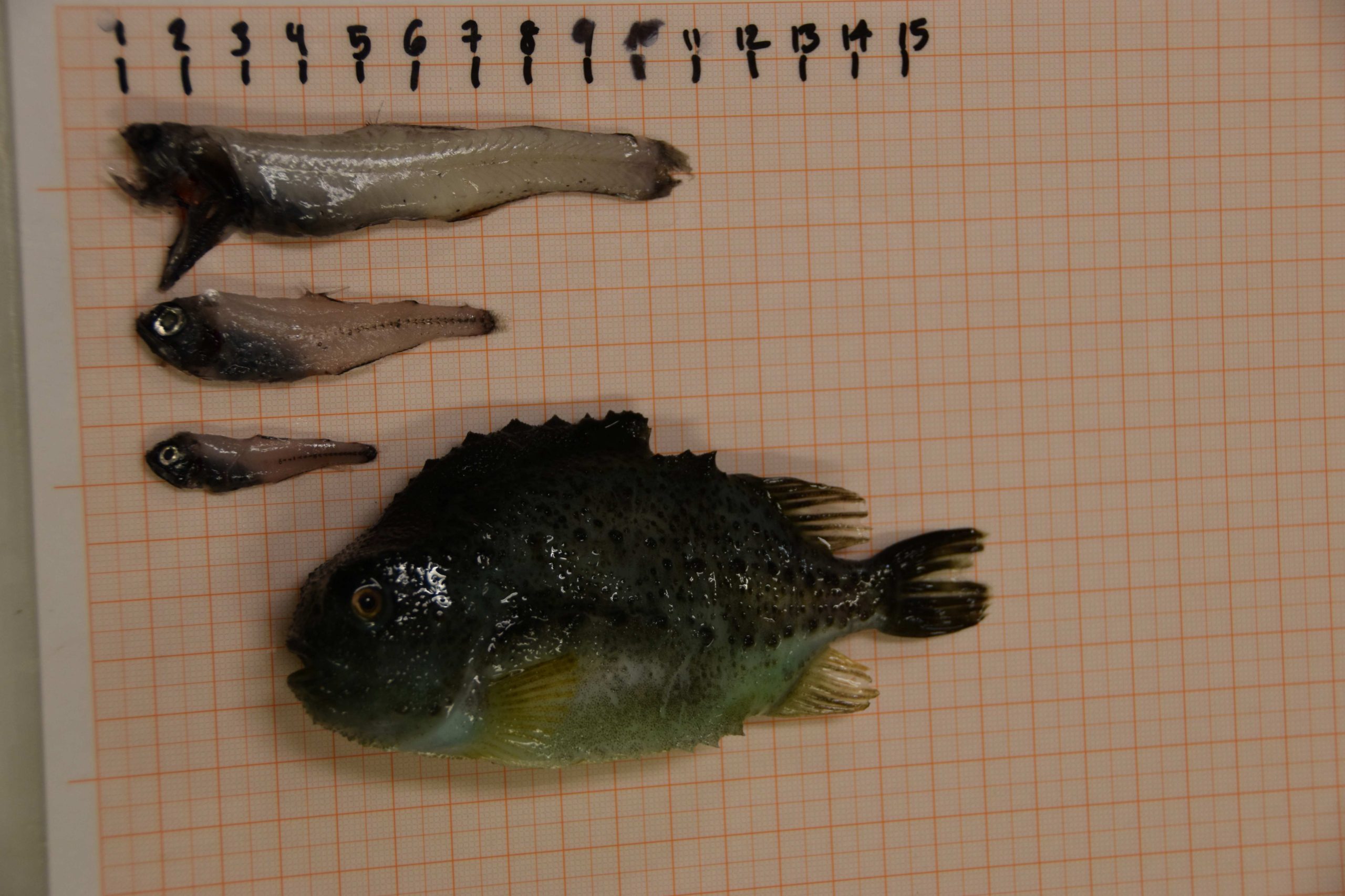 fire fisker på et rutete ark med målestreker fra 1 til 15