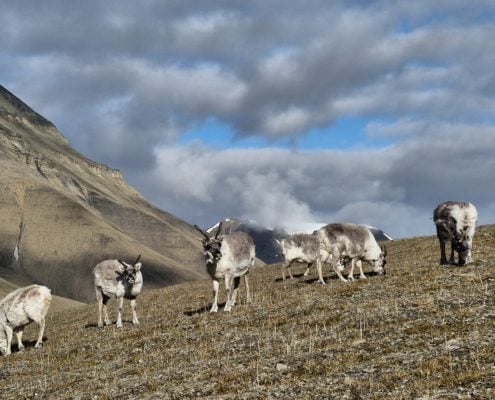 Reinsdyr på Svalbard