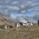Reinsdyr på Svalbard