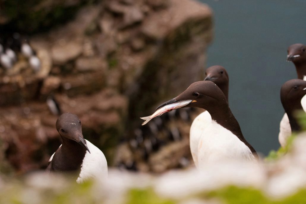 Common guillemot — Norsk Polarinstitutt