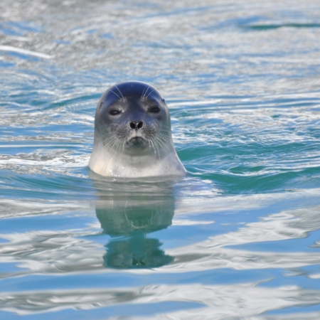 Fauna in Svalbard – Norsk Polarinstitutt