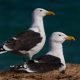 Great black-backed gull