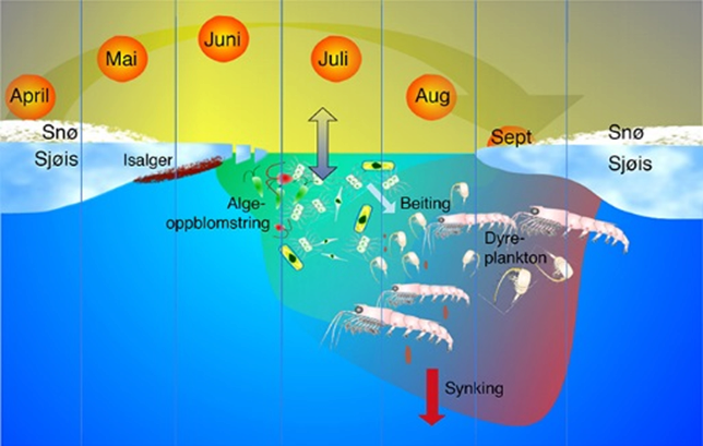 The Marginal Ice Zone — Norsk Polarinstitutt