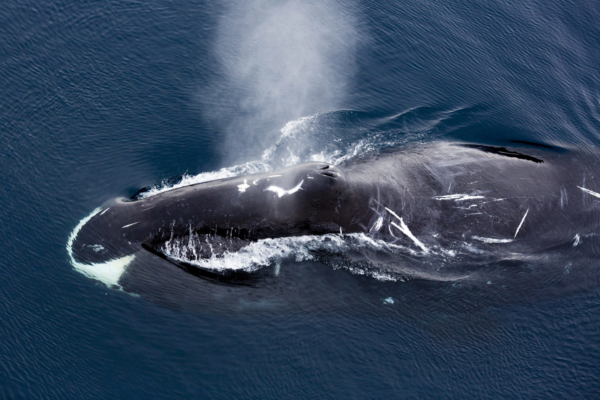 Bowhead whale – Norsk Polarinstitutt